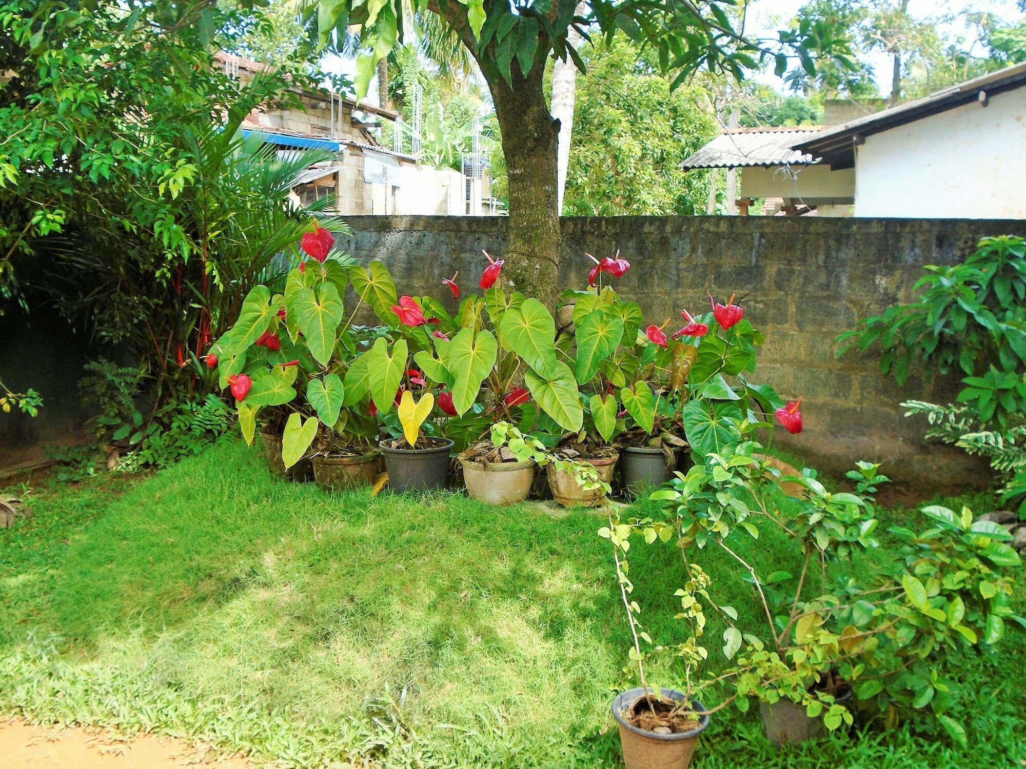 אונה ואטונה Ceylon Hostel-Galle מראה חיצוני תמונה